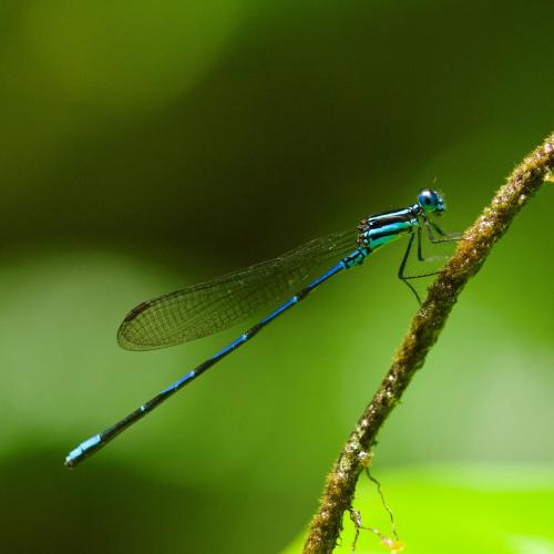 argia_concinna_st_claude_c_fabien_salles_2010-09-10_5.jpg