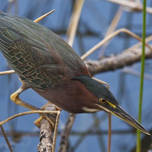 Oiseaux