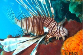 poisson_lion.png