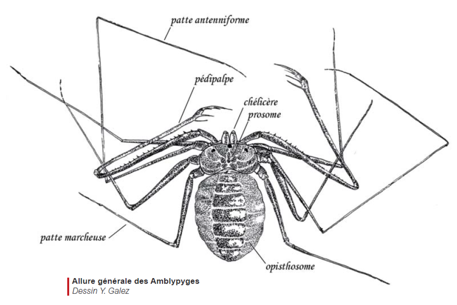allure_generale_des_amblypyges.png